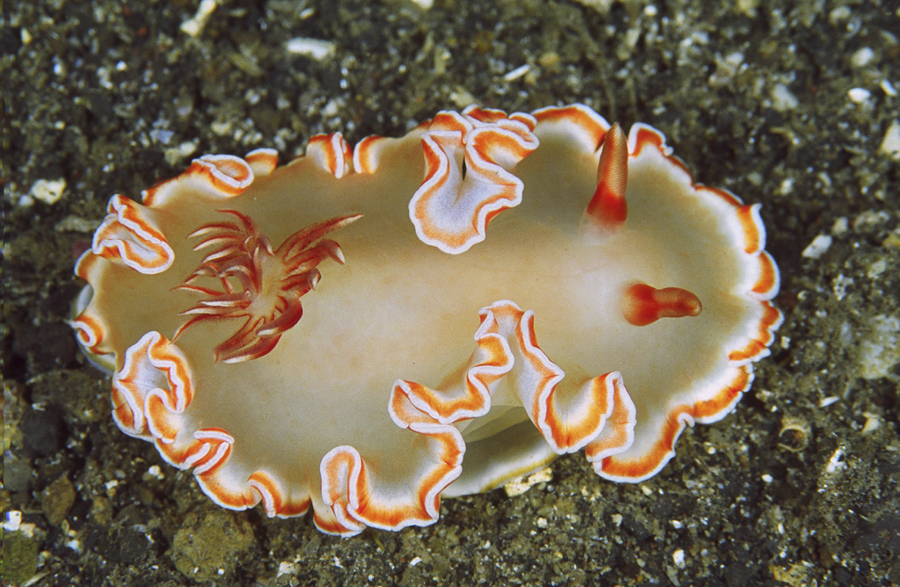 Glossodoris spG